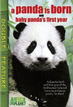 Baby Panda's First Year