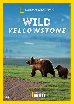 Divoký Yellowstone