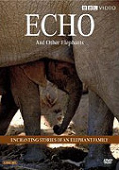 Echo and the Elephants of Amboseli