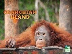 Orangutan Island