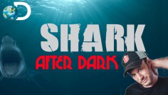 Shark After Dark